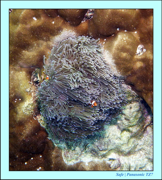 2011 - 07 - Koh Lipe 27